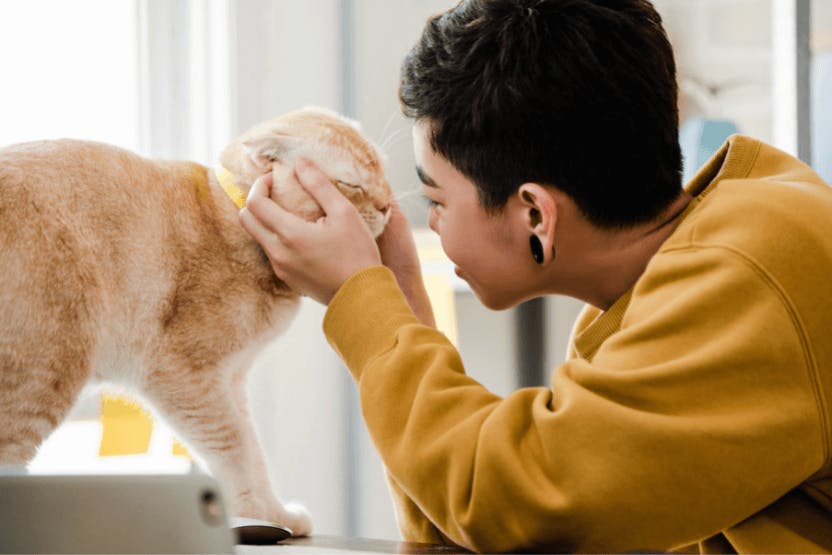 Cat Drop-in