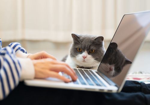 Relaxing cat